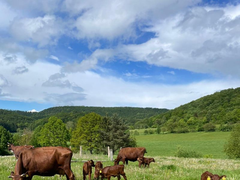 unsere Kühe und Kälber auf der Weide